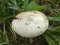 Ragadós bocskorosgomba (Volvopluteus gloiocephalus), Budai-hegység